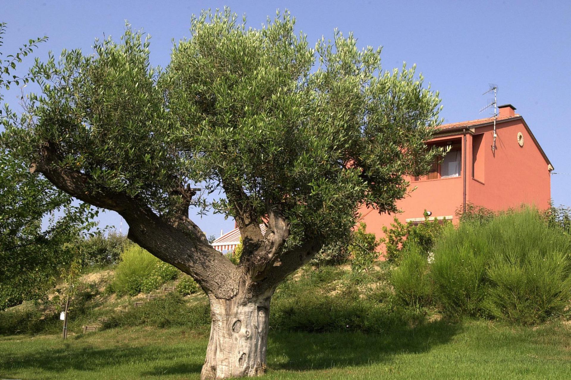 Agriturismo Marche Agriturismo Marche with restaurant in an olive grove