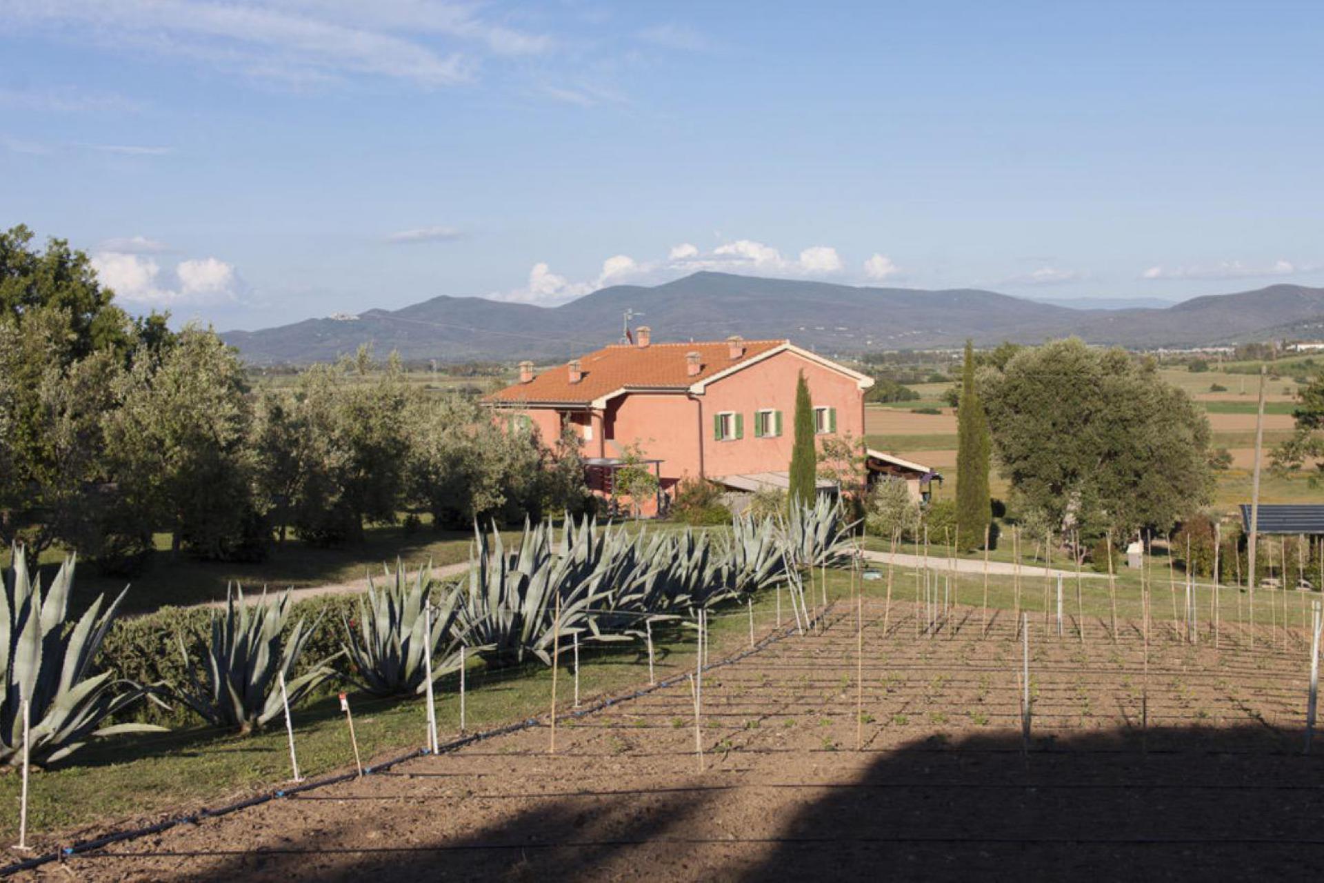 Agriturismo Tuscany Quiet olive agriturismo near the sea in Tuscany