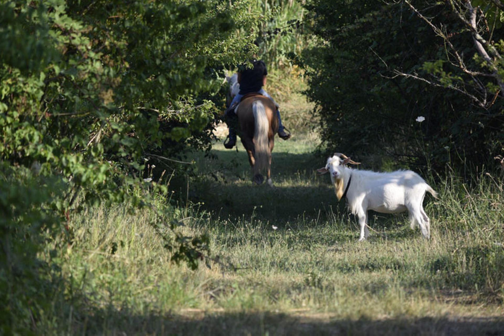 Family-friendly agriturismo with bio pool and animals