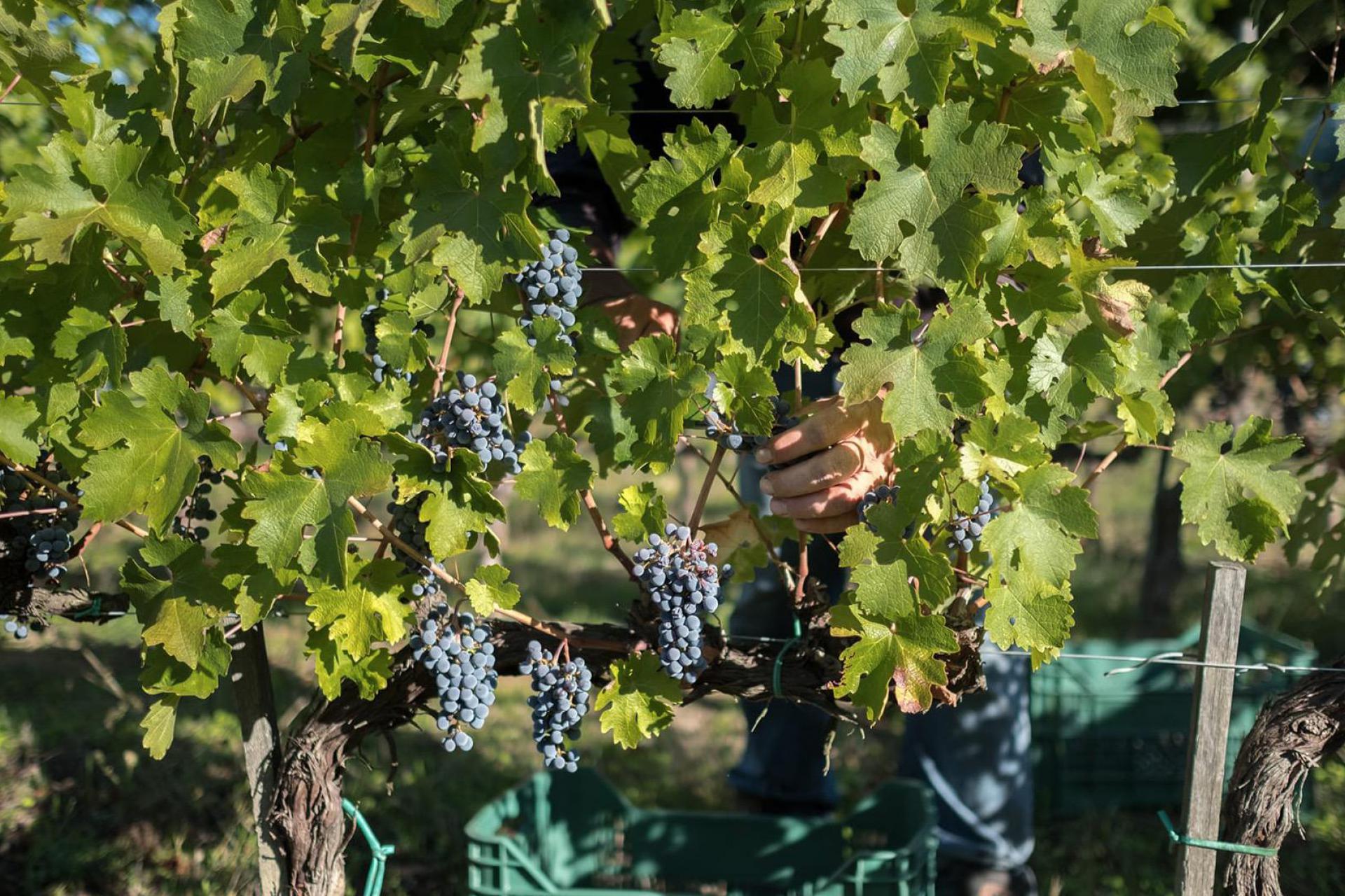 Beautiful wine and olive farm with wine cellar