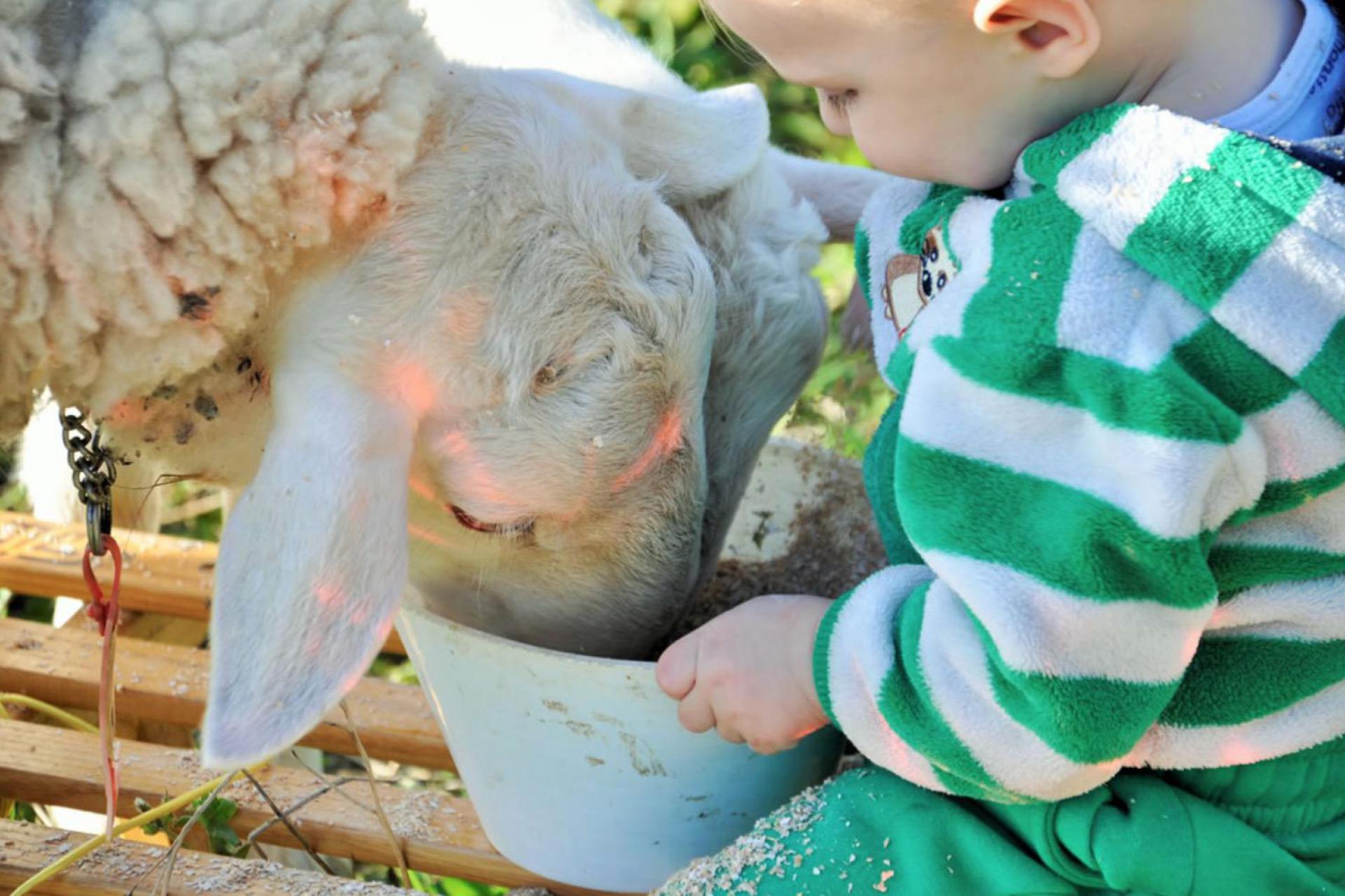 Cozy agriturismo with farm animals