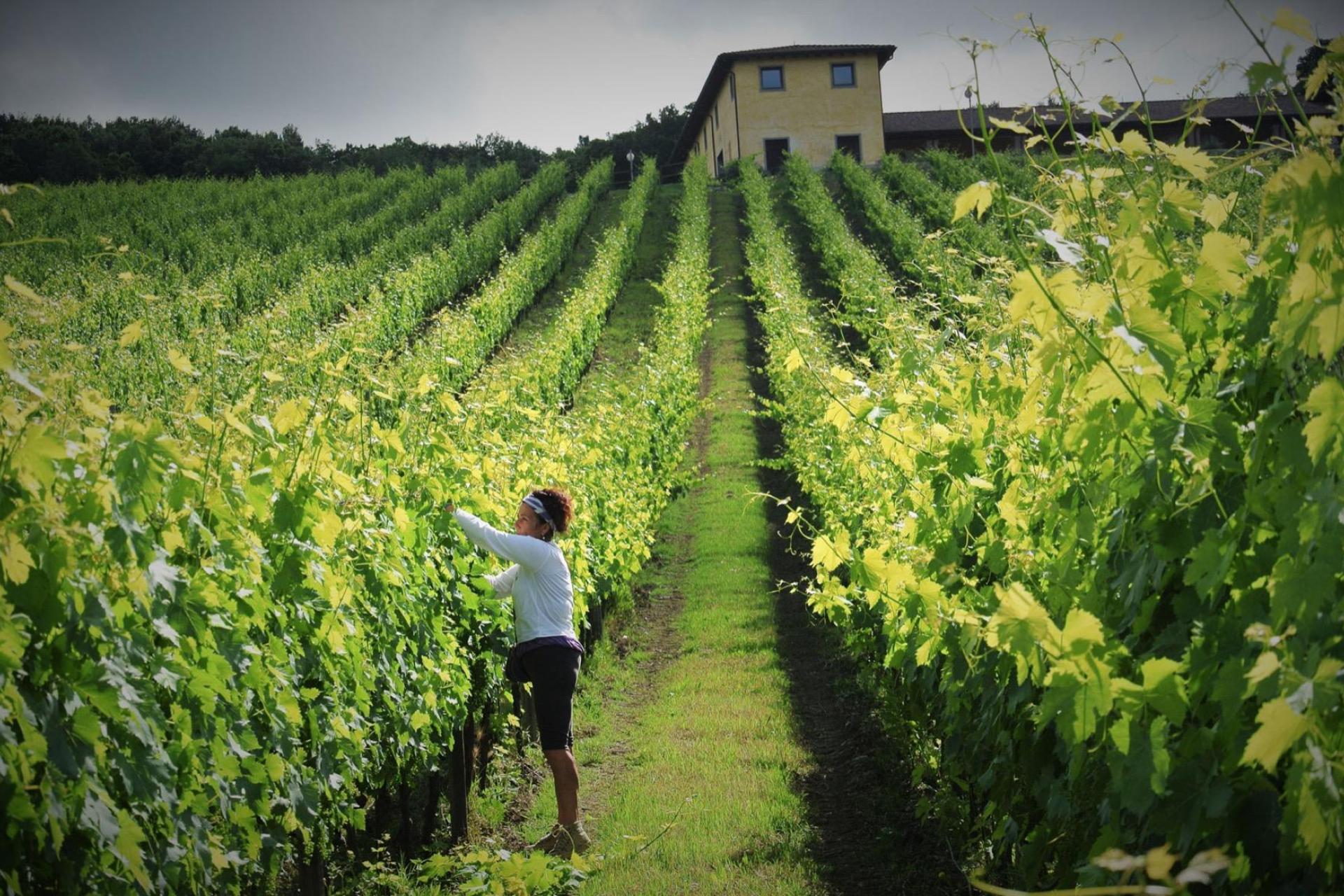 Culinary B&B south of Siena