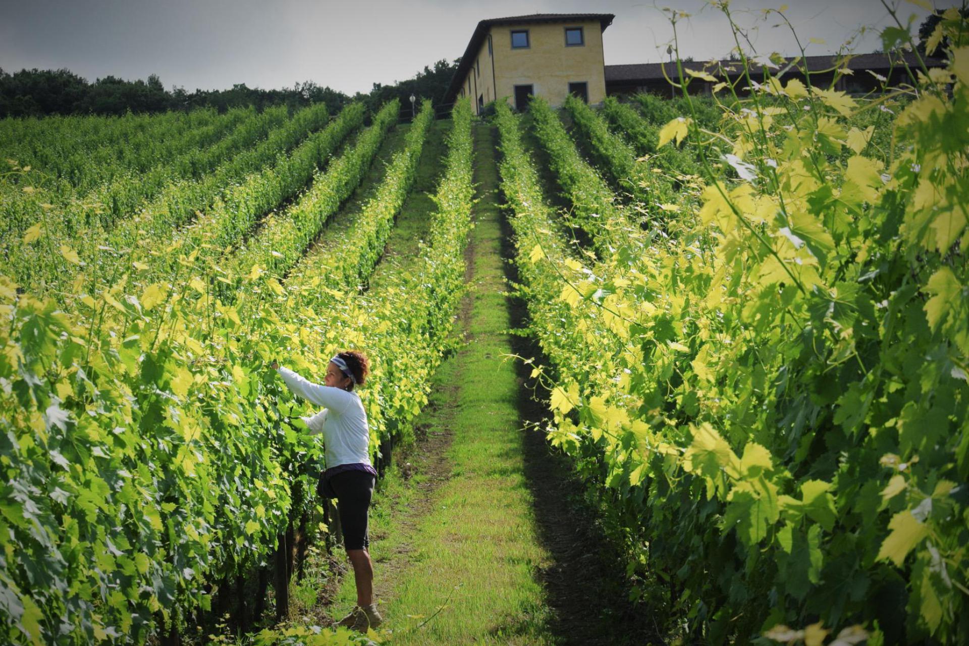 Agriturismo between vineyards south of Siena