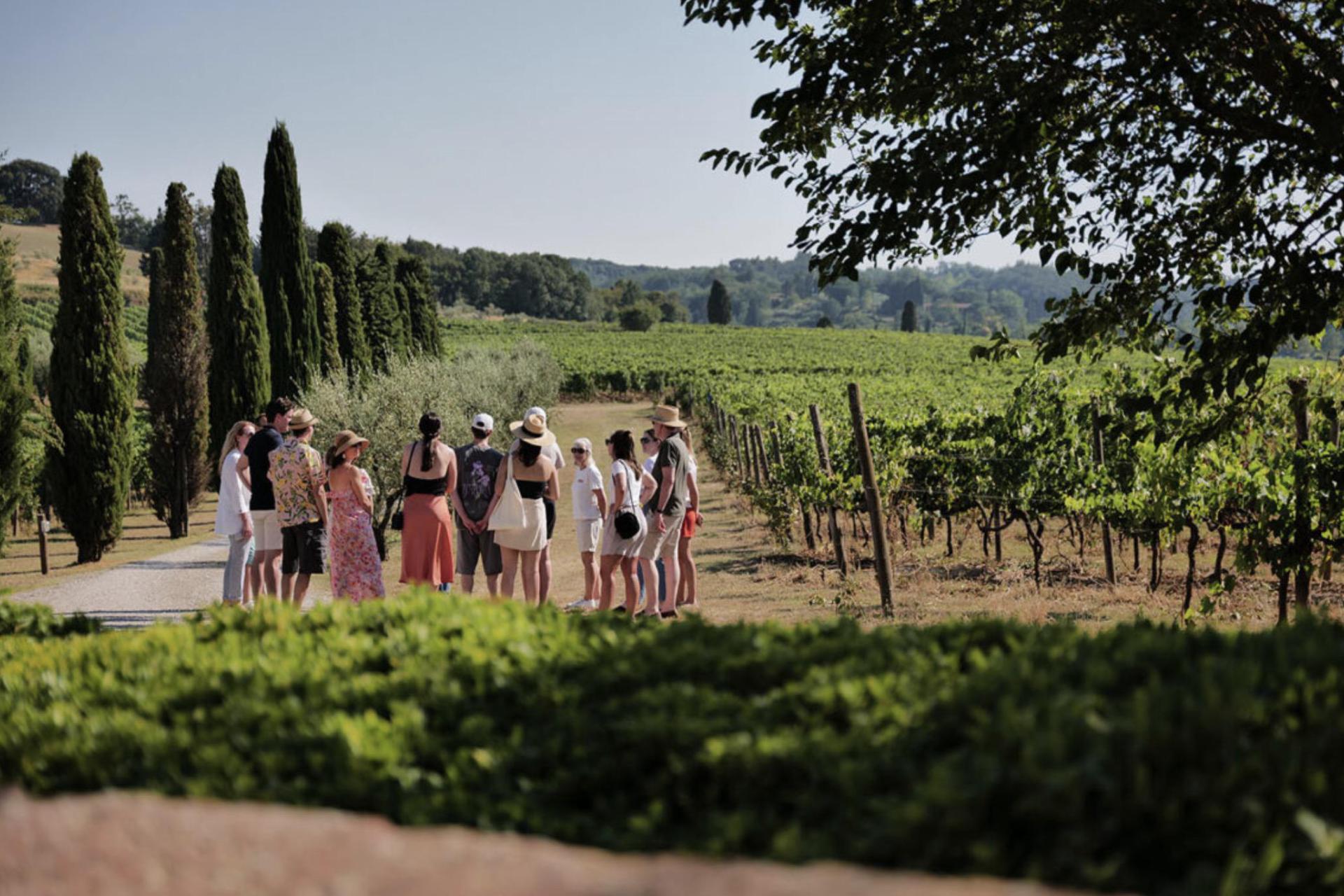 Luxury winery near Pisa