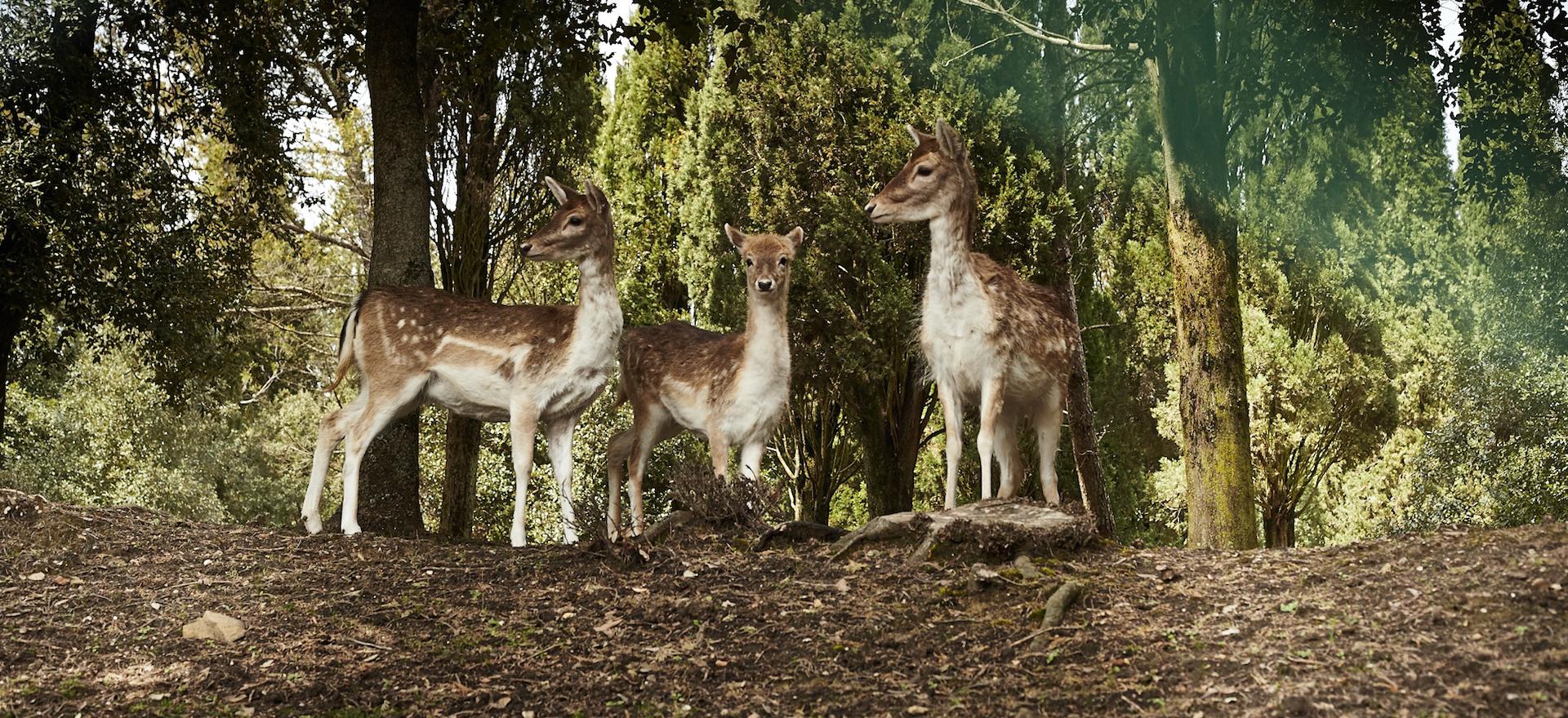 Agriturismo Tuscany Family-friendly agriturismo centrally located in Tuscany