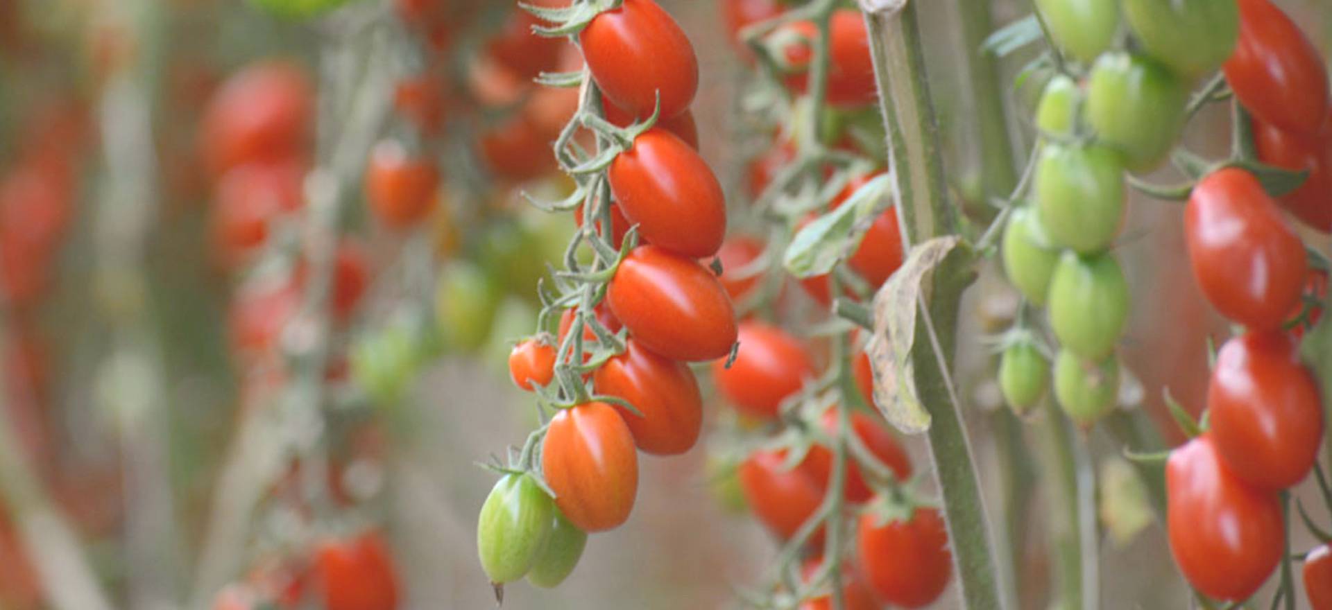 Agriturismo Sicily Luxury agriturismo for beach lovers