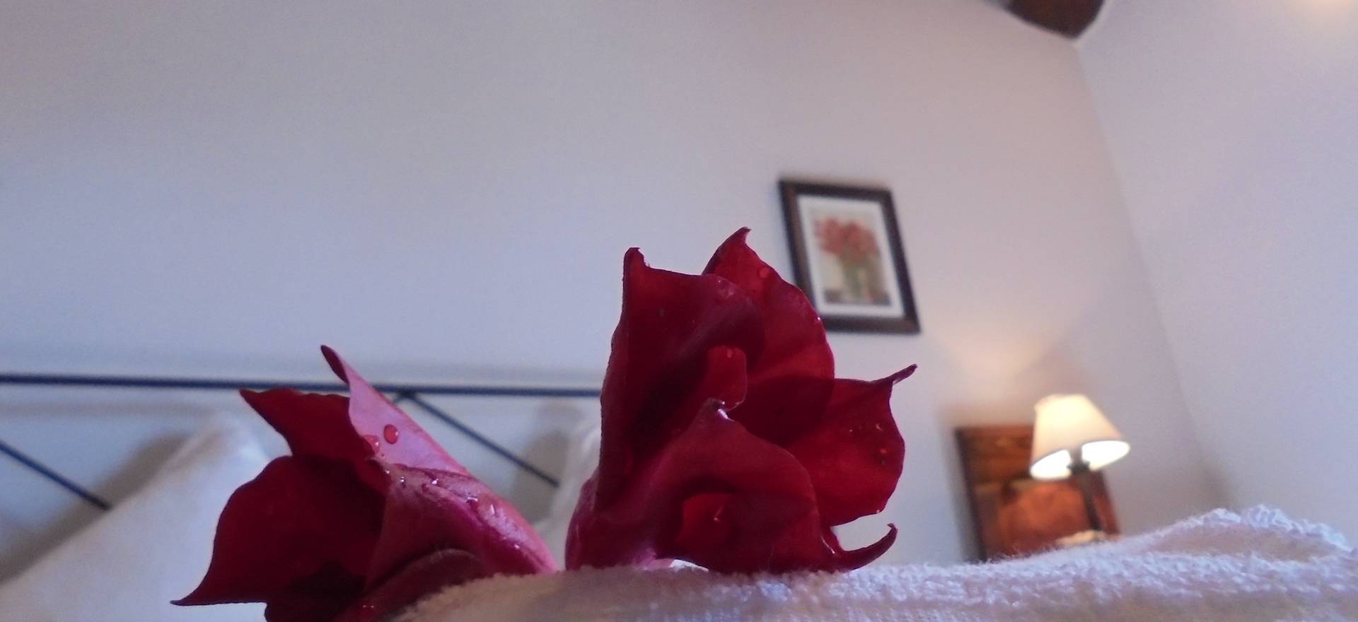 Agriturismo Tuscany Two farmhouses in Tuscany with private swimming pool